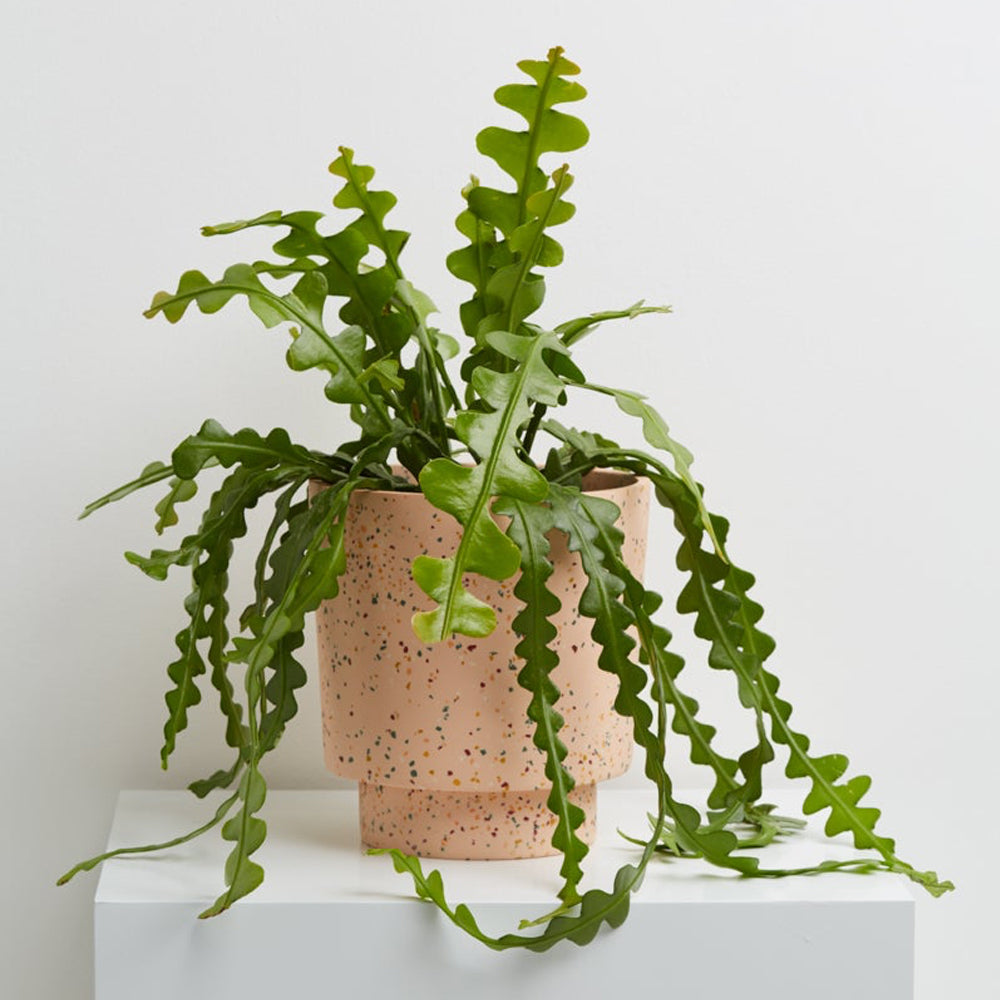 Banjo Planter by Capra Designs