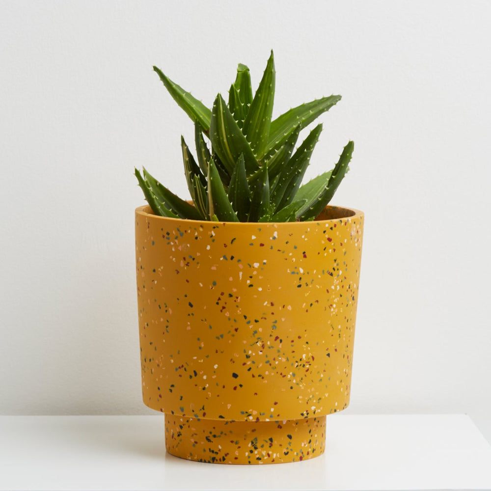 Banjo Planter by Capra Designs