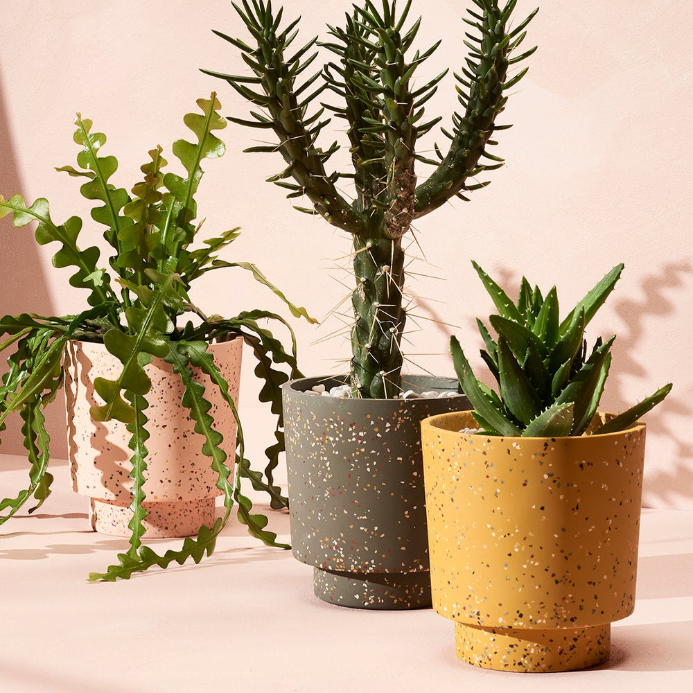 Banjo Planter by Capra Designs