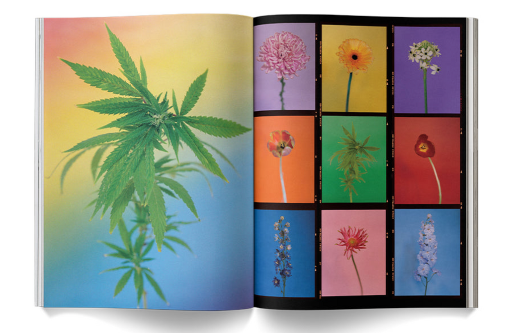 "A Weed is a Flower: Artful Cannabis Photography" - Broccoli