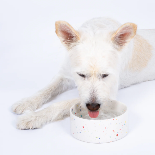 5.5" Speckled Ceramic Pet Bowl by Egg Back Home
